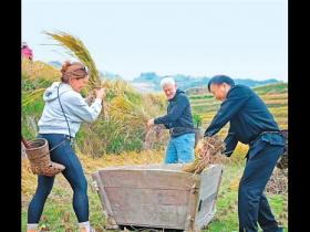  广西龙胜：外国游客体验打谷子