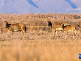 黄河湿地 呦呦鹿鸣