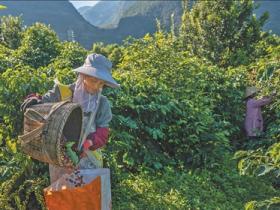  咖啡迎来收获季